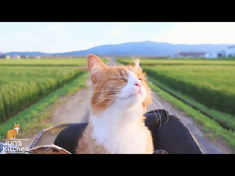 How I Trained My Cats封面