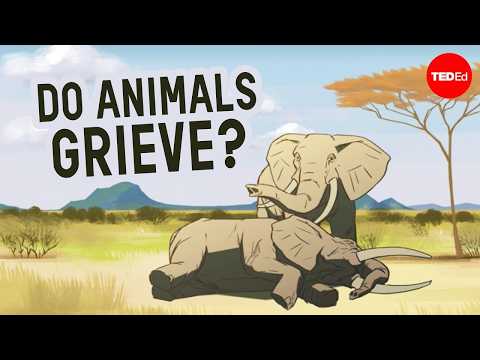 Can other animals understand death? - Barbara J. King封面