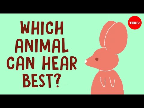 These animals can hear everything - Jakob Christensen-Dalsgaard封面